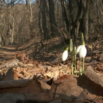 img Impactul vremii neobișnuit de calde asupra plantelor în România