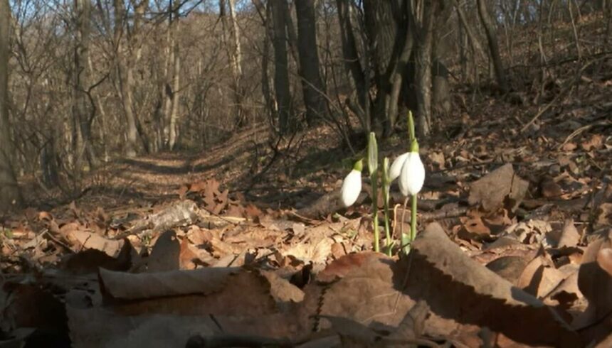 img Impactul vremii neobișnuit de calde asupra plantelor în România