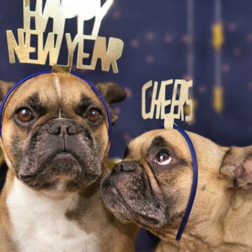 img Cum să ajuți câinii să treacă peste frica de artificii în noaptea de Revelion