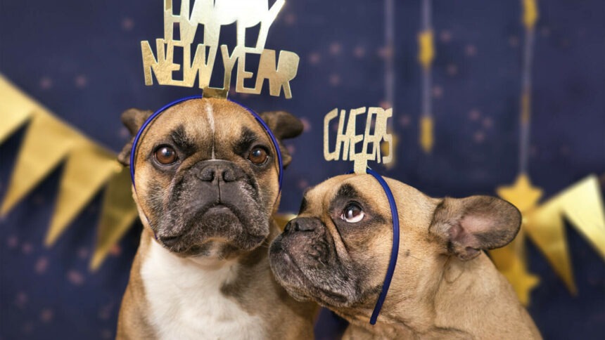 Cum să ajuți câinii să treacă peste frica de artificii în noaptea de Revelion