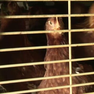 img Focar de salmonella la o fermă de păsări din Vaslui