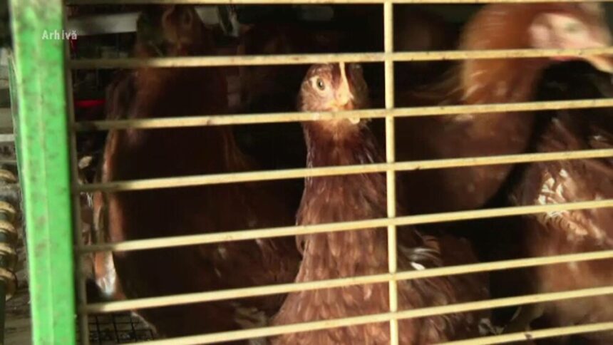 img Focar de salmonella la o fermă de păsări din Vaslui