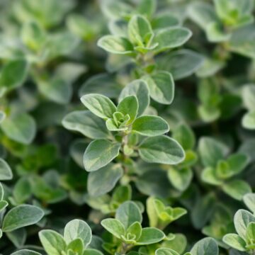 Beneficiile și contraindicațiile măghiranului – o plantă aromatică versatilă