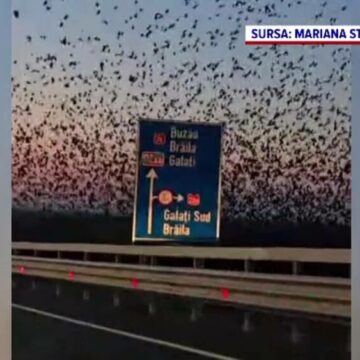 img Invazie de ciori între Galați și Brăila