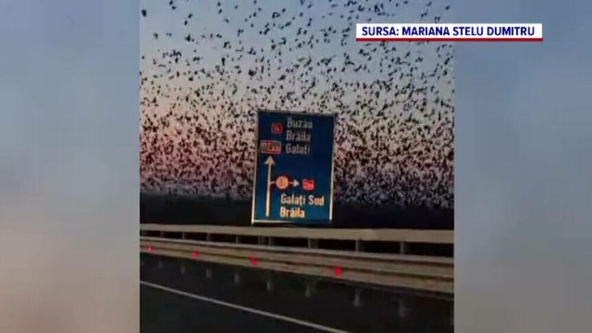 img Invazie de ciori între Galați și Brăila