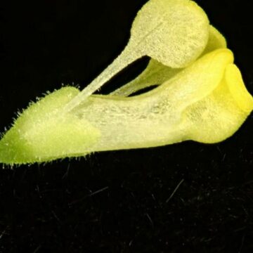 Descoperirea unei noi specii de plantă cu valoare medicinală