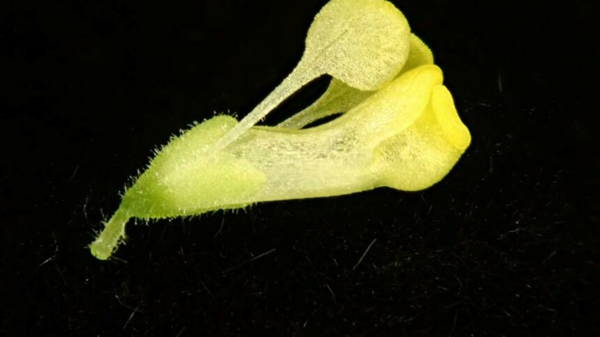 img Descoperirea unei noi specii de plantă cu valoare medicinală