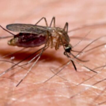 img Un oraș din Filipine oferă recompense în bani pentru prinderea țânțarilor, ”morți sau vii”: ”Trebuie să facem ceva”