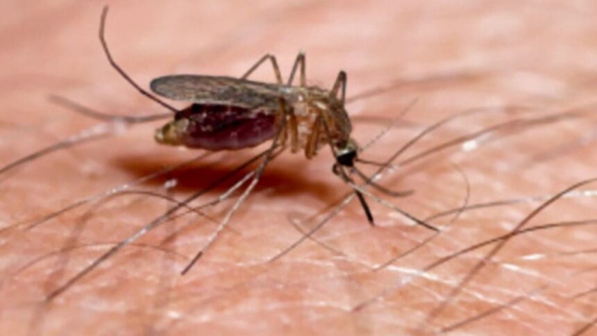 Un oraș din Filipine oferă recompense în bani pentru prinderea țânțarilor, ”morți sau vii”: ”Trebuie să facem ceva”