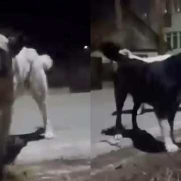 img Atacul unei femei de către 11 câini în Huedin