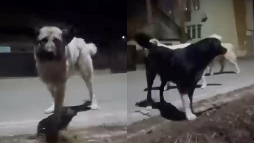 img Atacul unei femei de către 11 câini în Huedin