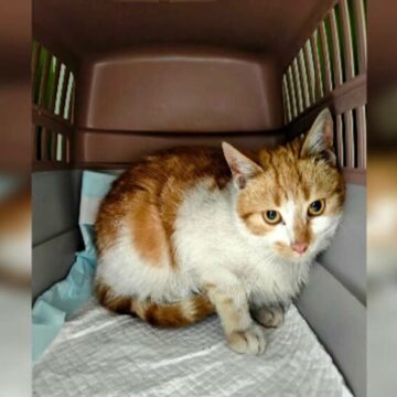 img Caz revoltător la Iași: Bărbatul care a folosit o pisică drept momeală pentru câini