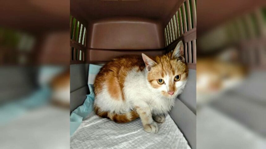 img Caz revoltător la Iași: Bărbatul care a folosit o pisică drept momeală pentru câini