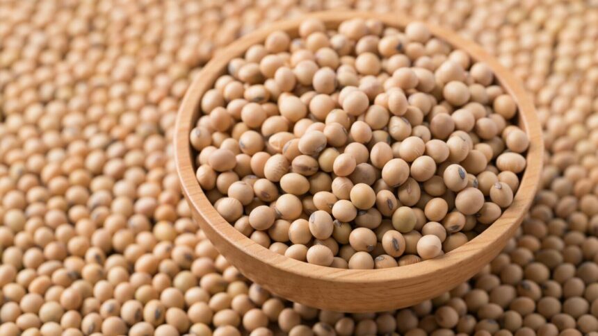 Beneficiile consumului de soia – proprietăți, utilizare și contraindicații