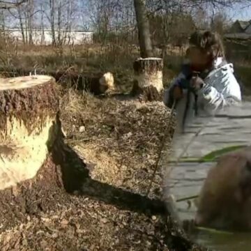 Pensionară din Germania confruntată cu o problemă ieșită din comun cauzată de castori