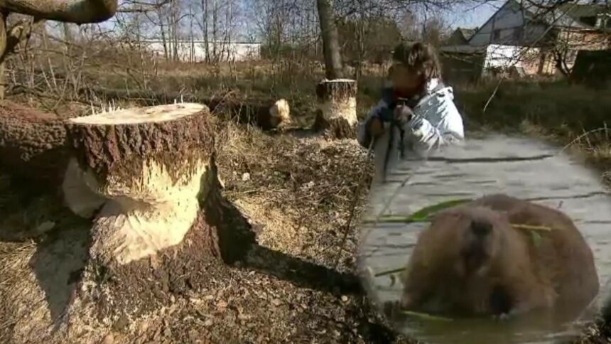 Pensionară din Germania confruntată cu o problemă ieșită din comun cauzată de castori