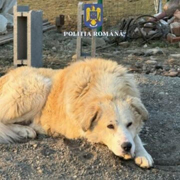 img Bărbat din Mureș amendat cu 5.000 de euro pentru abandonul câinelui său