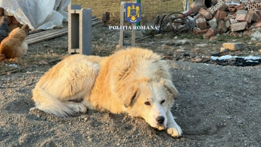 img Bărbat din Mureș amendat cu 5.000 de euro pentru abandonul câinelui său