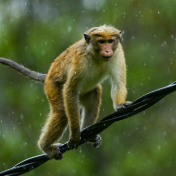 img Maimuța care a provocat o pană de curent în Sri Lanka