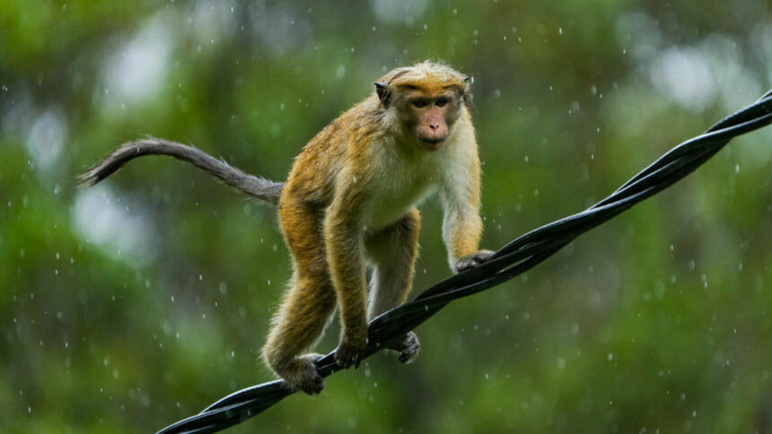 img Maimuța care a provocat o pană de curent în Sri Lanka