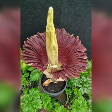 img O „floare-cadavru” a înflorit după 15 ani, în Australia