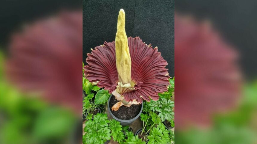 img O „floare-cadavru” a înflorit după 15 ani, în Australia