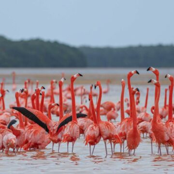 img Contrabandă cu flamingo roz în Tunisia