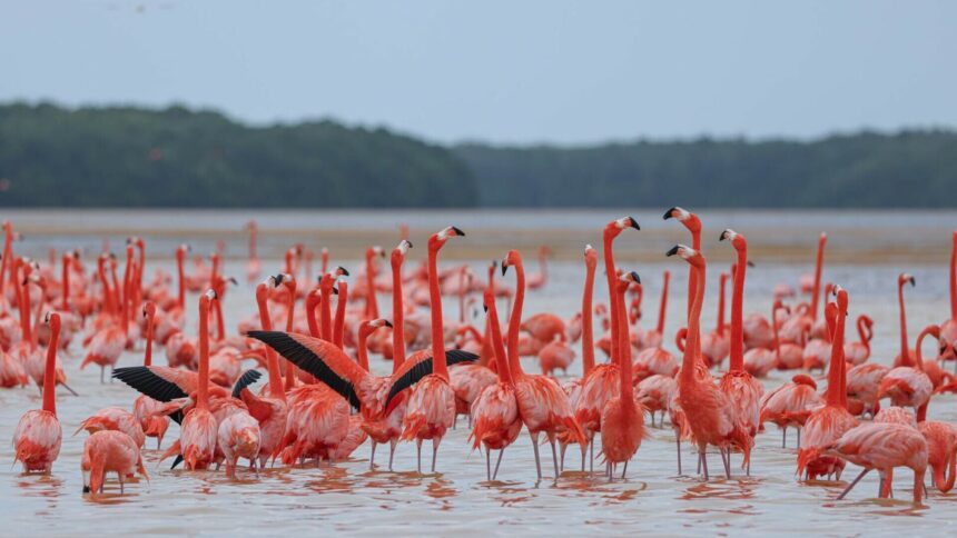 img Contrabandă cu flamingo roz în Tunisia
