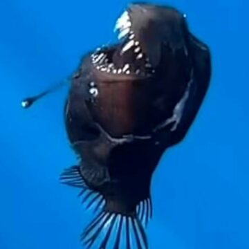 img Creatura marină rară, numită „demonul negru”, întâlnită de cercetători în Tenerife