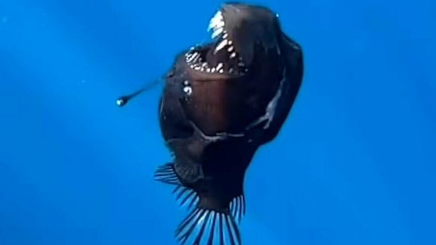 img Creatura marină rară, numită „demonul negru”, întâlnită de cercetători în Tenerife