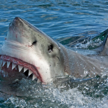 Atac de rechin în Caraibe: Turistă și-a pierdut ambele mâini