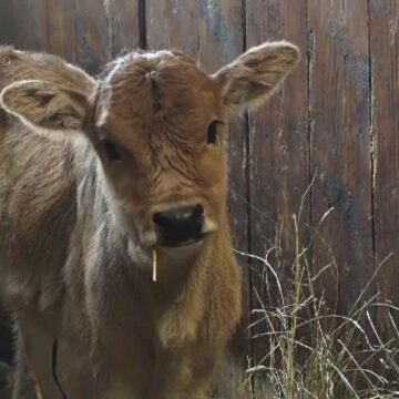 img Un pui de zebu, noua vedetă a grădinii zoologice din Târgu Mureș
