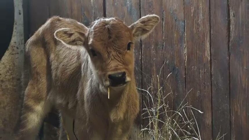 img Un pui de zebu, noua vedetă a grădinii zoologice din Târgu Mureș