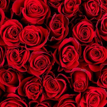 img Trandafiri – cum se îngrijesc și când înfloresc