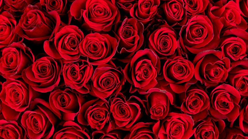 img Trandafiri – cum se îngrijesc și când înfloresc