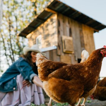 img Inovatie in afaceri: Inchirierea de gaini in Statele Unite