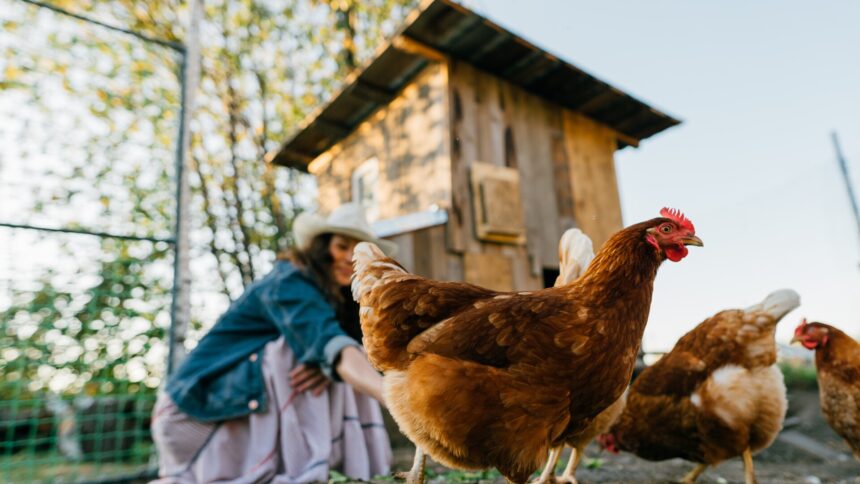 img Inovatie in afaceri: Inchirierea de gaini in Statele Unite