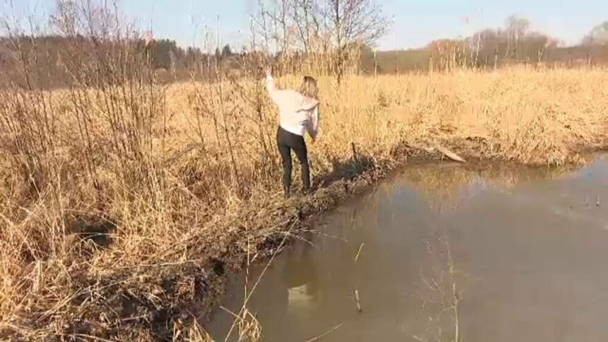 img Castorii din Cehia au făcut treaba autorităților