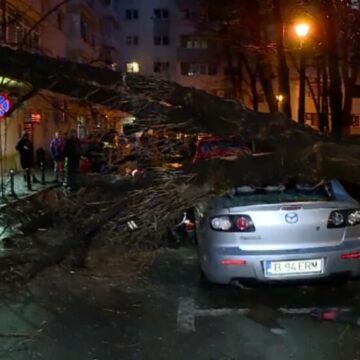 img Impactul vijeliei din București: 61 de copaci doborâți și o femeie rănită de o creangă