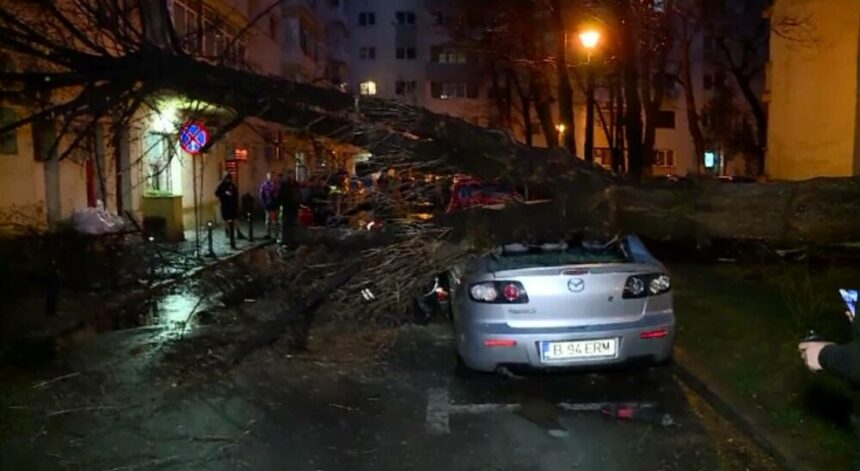 img Impactul vijeliei din București: 61 de copaci doborâți și o femeie rănită de o creangă