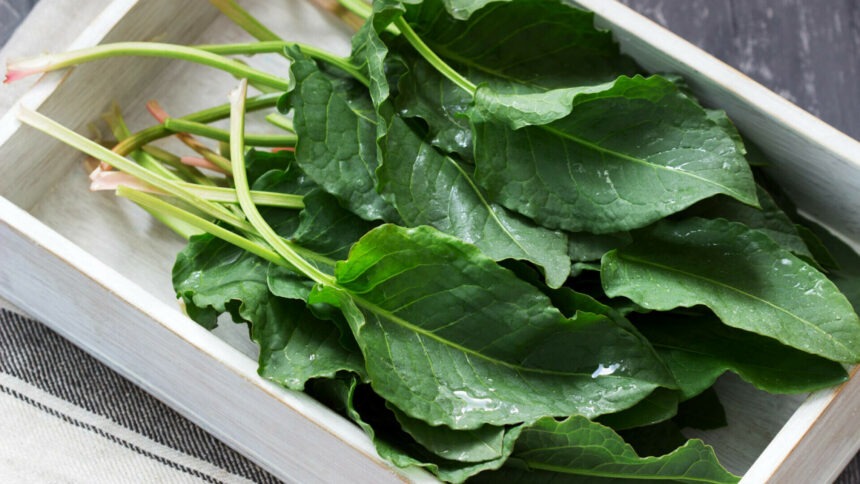 Beneficiile și contraindicațiile șteviei: recomandări și moduri de consum