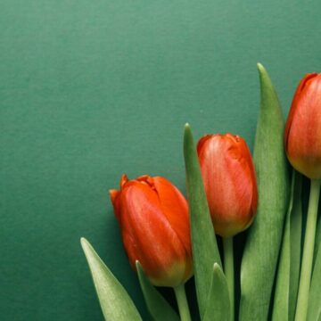 img Totul despre lalele – origini, îngrijire și varietăți