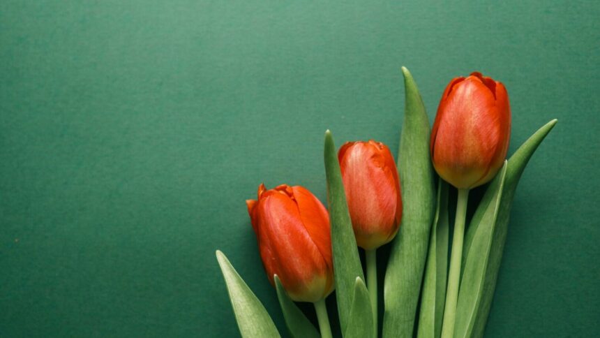 img Totul despre lalele – origini, îngrijire și varietăți