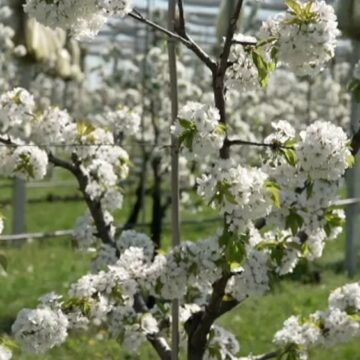 img Vreme neobișnuit de caldă în România, urmată de revenirea ninsorilor