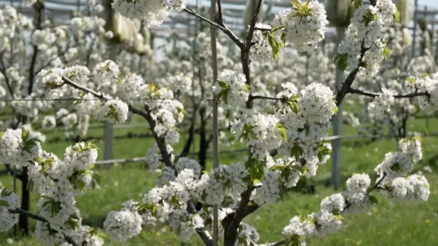 img Vreme neobișnuit de caldă în România, urmată de revenirea ninsorilor
