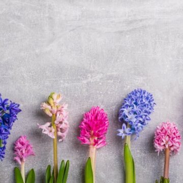 img Zambile – plantare și îngrijire. Totul despre cum să îngrijești această plantă dar și ce simbolizează