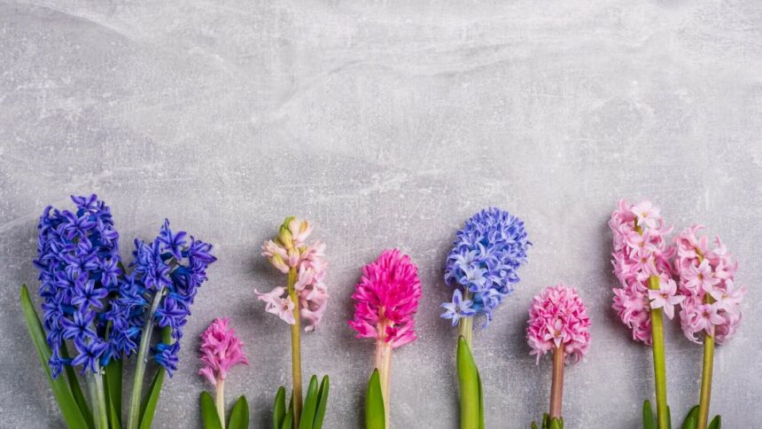 img Zambile – plantare și îngrijire. Totul despre cum să îngrijești această plantă dar și ce simbolizează