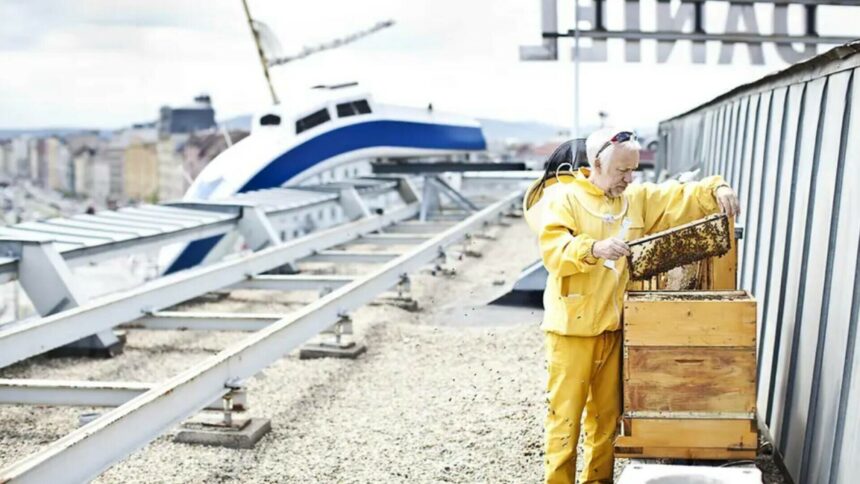 Bucureștiul ar putea să aibă propria miere, cu stupi pe clădiri și hoteluri, după modelul aplicat în Viena de sute de ani