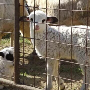 img Mielul sacrificat devreme din cauza pestei: Costul cărnii și precauțiile necesare