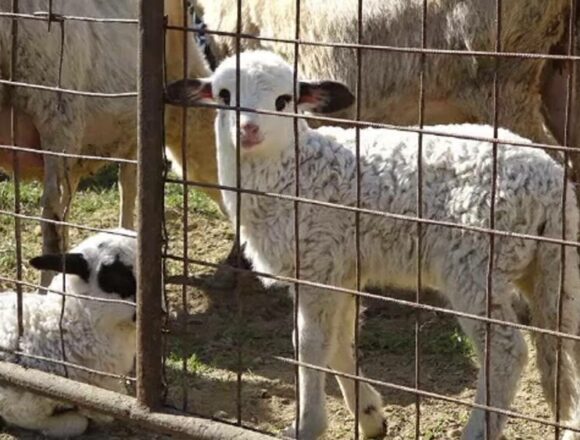 Mielul sacrificat devreme din cauza pestei: Costul cărnii și precauțiile necesare
